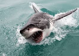 Shark gansbaai