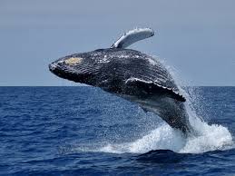 Whale Hermanus