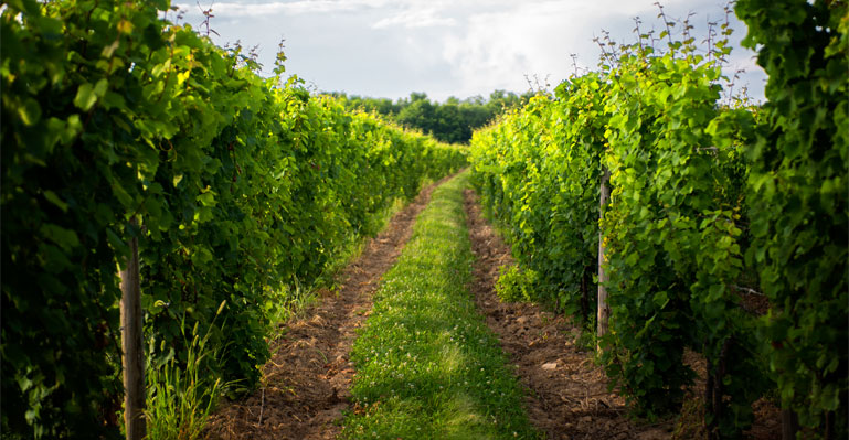 vineyards1